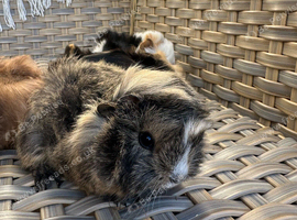 Handsome long haired baby boy guinea pigs.