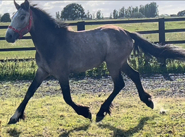Irish Draught x Connemara " Dun Filly Young Sport Horse