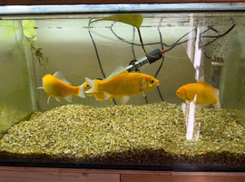 various pond fish