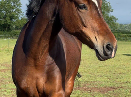 Pretty bay  15.1hh mare