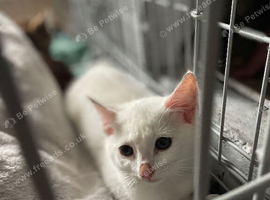 2 female kittens