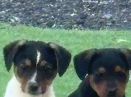 Border Lakeland x puppy&rsquo;s for sale