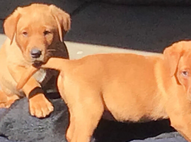 Working labador puppies