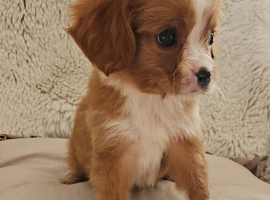5 King charles cavalier puppies