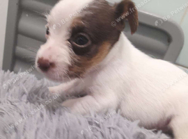 Jack russell pups