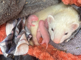 Ferret kits