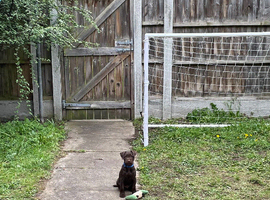 Brown Patterdale Terrier