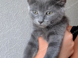 Mix breed kittens