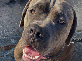 Cane Corso Italian Mastiff Stud &ndash; Blue Brindle