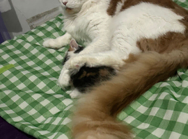 Mainecoon for STUD duties only in Mansfield