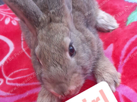 Female bunnie
