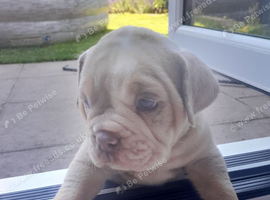 5 beautiful puppies for sale