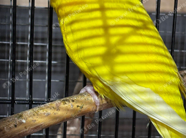 Budgies for sale