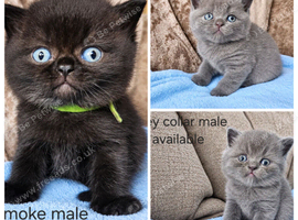 British shorthair kittens