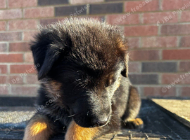 BLACK  & RED GERMAN SHEPHERD  puppy for sale
