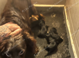 Adorable cavapoo puppies