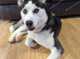Siberian Husky 2 years old