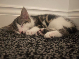 Girl kitten