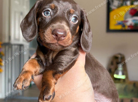 REDUCED! LAST BOY MINIATURE DACHSHUND PUPPY