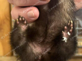 Polecat Micro Jill.