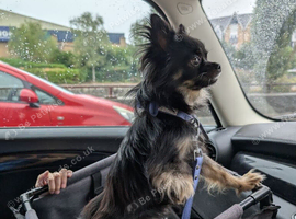 ️ Very Special Forever Home Wanted for Coco & Prince &ndash; Must Stay Together ️