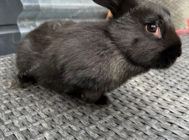 Baby bunny