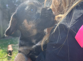 Boarder terrier