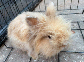 Lionehead rabbit available in Sheffield