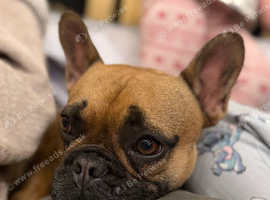 French bulldog, female