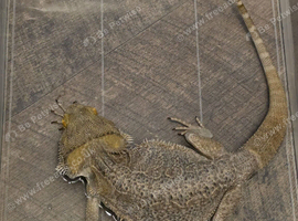 Bearded dragons