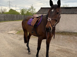 16.3 bay mare