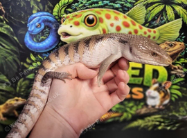 Blue tongue skink