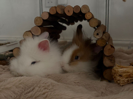 two friendly lionhead rabbits