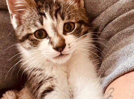 Female 11 week old kitten