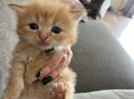 Ragdoll cross Maine coon/exotic Persian