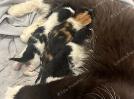 Ragdoll mix kittens