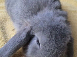 Mini lop