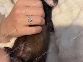 2 ferrets one boy one girl boy is pure albino girl is mixed