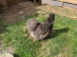 3 silkie hens