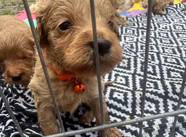 10 beautiful cockapoo puppies