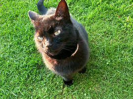 Amara the Loving Black cat