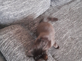 Lovely black kitten for sale