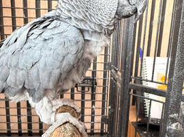 African Grey for sale