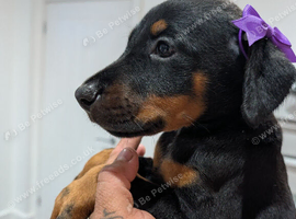 2 boys 1 girl Full doberman
