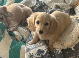 Cream boy long haired mini dachshund pup
