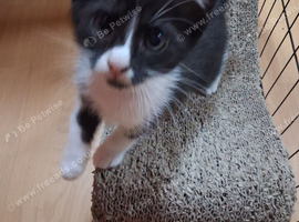 Last ragdoll cross kitten