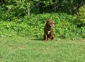Two beautiful American Bullies looking for a loving new home