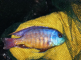 Peacock cichlid