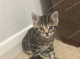 Beautiful male tabbie cats for sale