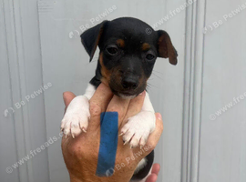 Jack Russell puppy&rsquo;s for sale